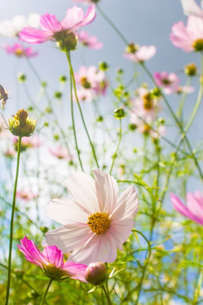 Colorful flowers — Stock Photo, Image