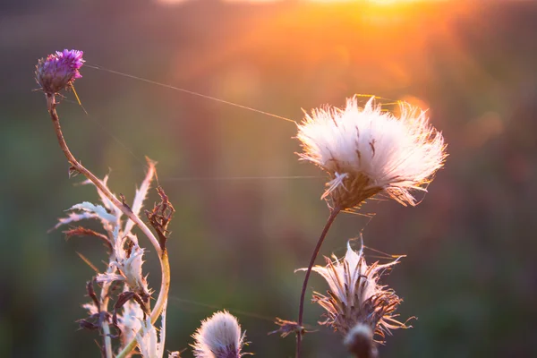 Flowers in sun light — Stock Photo, Image
