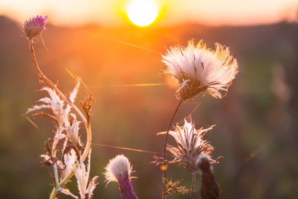 夕暮れ時の花々 — ストック写真