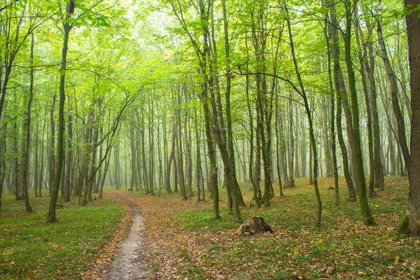 Pad in het bos — Stockfoto