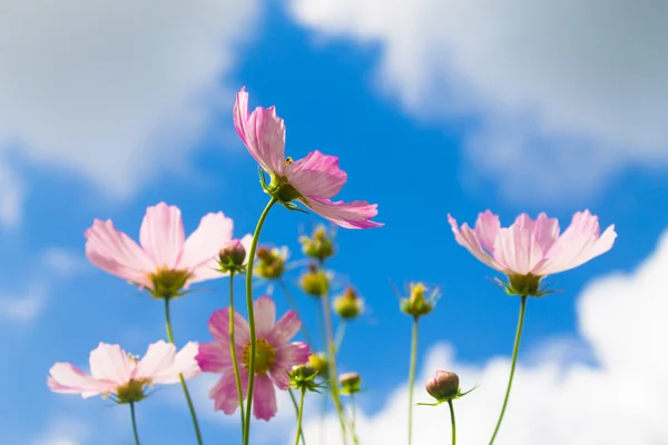 Pink flowers on blue clouds background — Stock Photo, Image