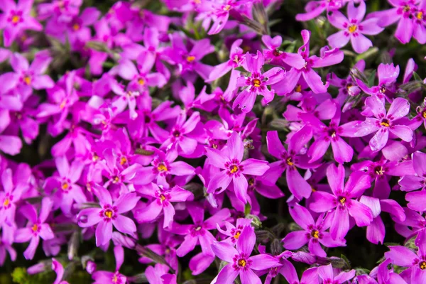 Fondo de flores rosadas —  Fotos de Stock