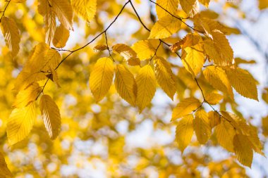 Sonbahar ağacı arkaplanı