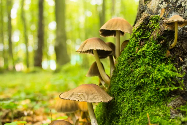 Mushrooms near stump — Stock Photo, Image