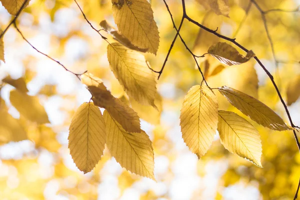 Jaune vif feuilles d'automne fond — Photo
