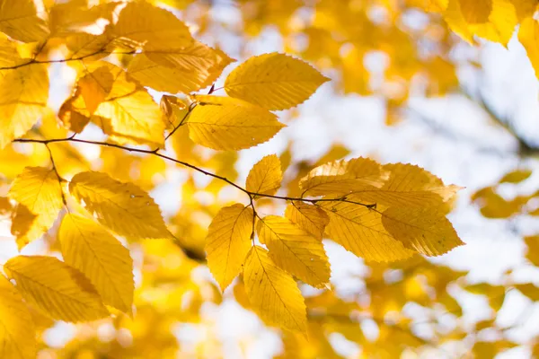 Jaune vif feuilles d'automne fond — Photo