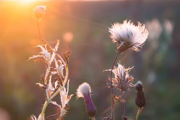 Flowers in field in sunlight — Stock Photo, Image