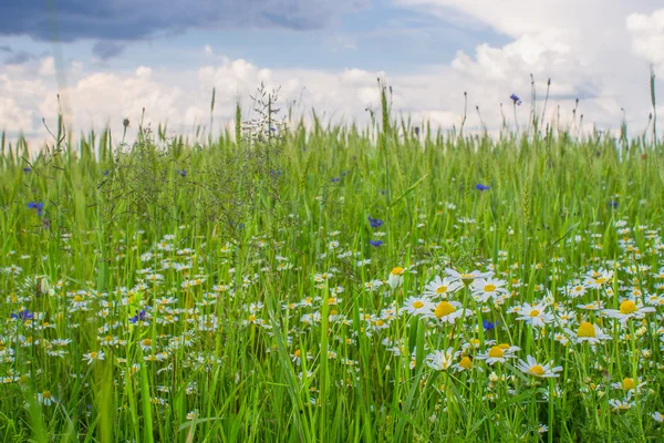 Grüne Wiese mit Blumen — Stockfoto