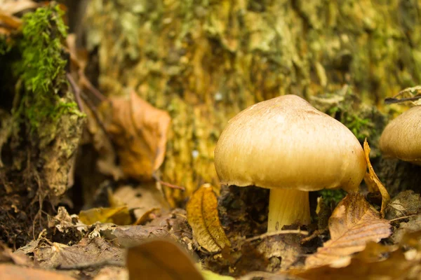 Mushroom in forest — Stock Photo, Image