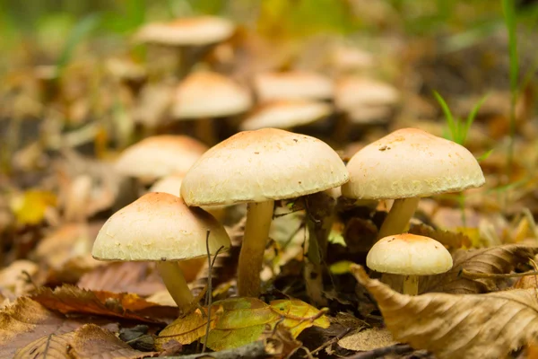 Mushrooms and fallen leaves — Stock Photo, Image