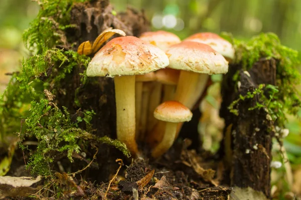 Paddestoelen in de boom — Stockfoto