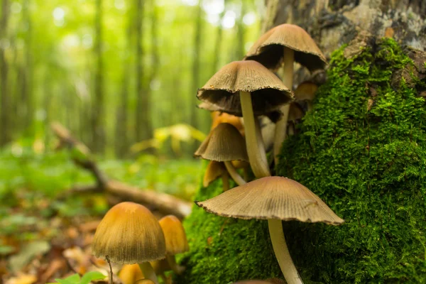 Mushrooms near stump — Stock Photo, Image