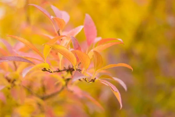 Hojas de Otoño Naranja —  Fotos de Stock