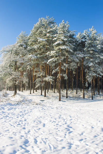 Nieve en el bosque de pinares —  Fotos de Stock