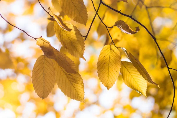 Amarillo otoño hojas fondo — Foto de Stock