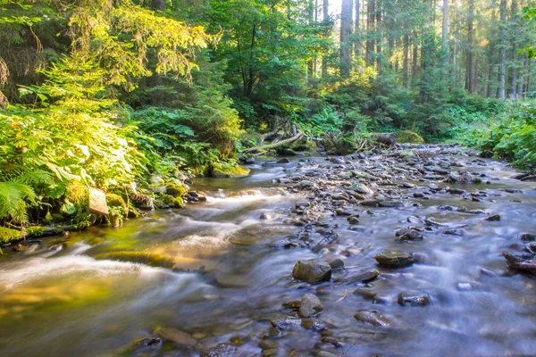 Forest stream — Stock Photo, Image