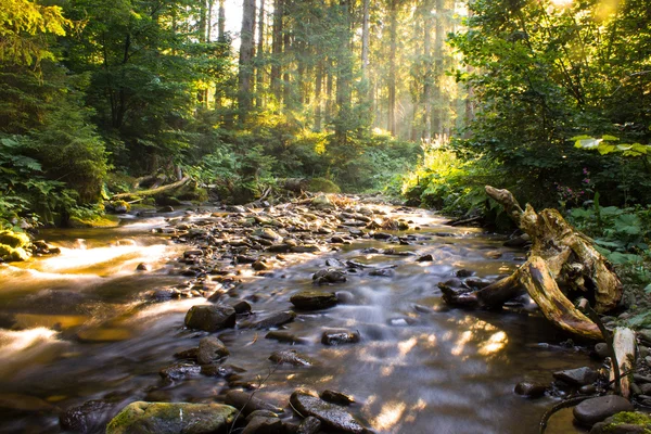 Forest stream — Stock Photo, Image