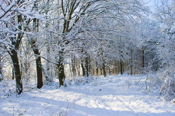 Bos in sneeuw — Stockfoto