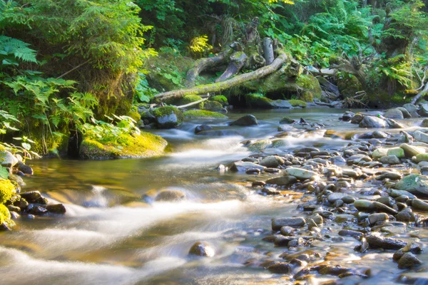 Fiume della foresta — Foto Stock