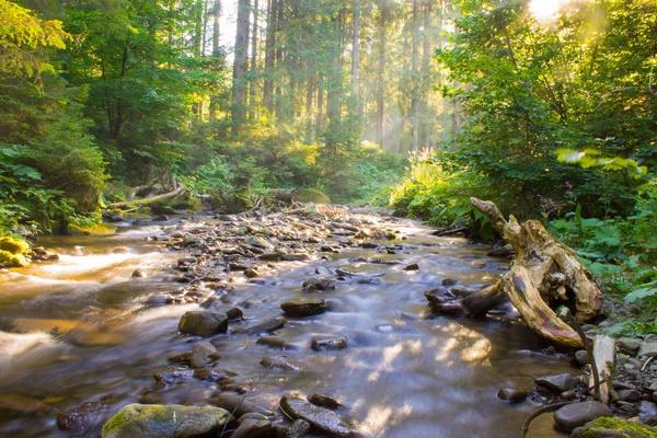 Fiume della foresta — Foto Stock