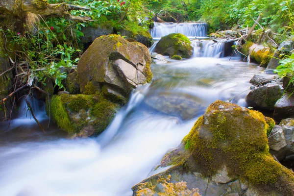 Fiume della foresta — Foto Stock