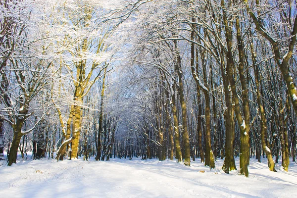 Strada forestale innevata — Foto Stock