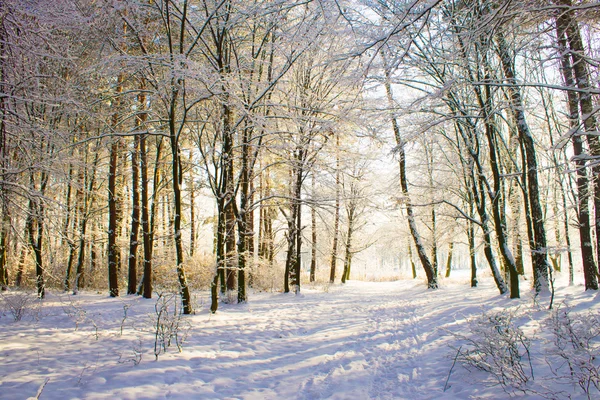 在下雪的冬天森林里的光 — 图库照片