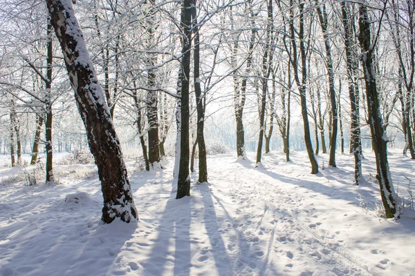 Skuggorna i skogen — Stockfoto