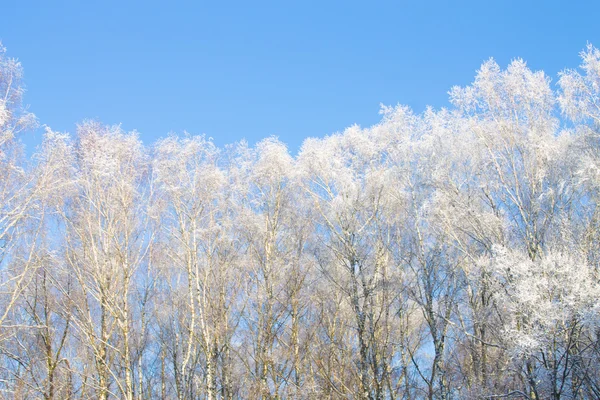 Snöig skog bakgrund — Stockfoto