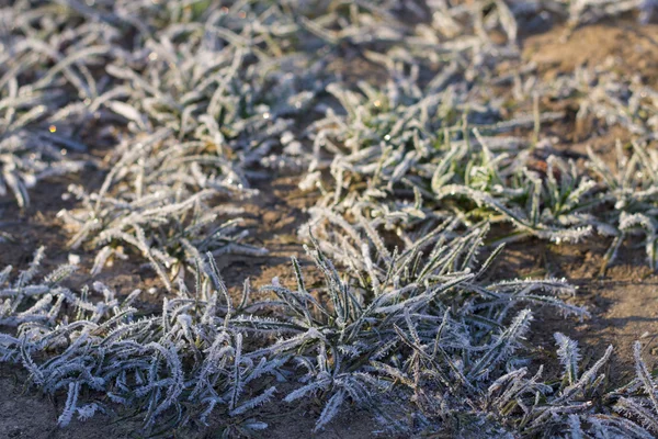 冻的草背景 — 图库照片
