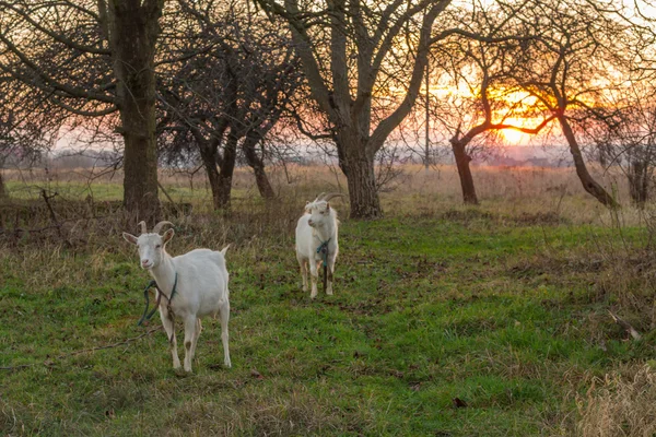 Bílé kozy v zahradě v západu slunce — Stock fotografie