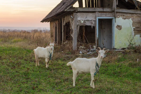 white goats in village near old house