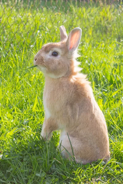 Bunny eats grass — Stock Photo, Image