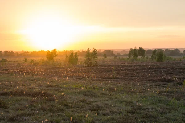 Field in sunset — Stock Photo, Image