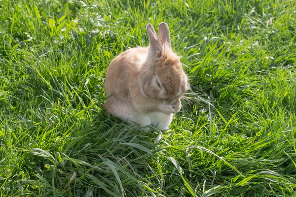 Cute bunny cleaning itself — Stock Photo, Image