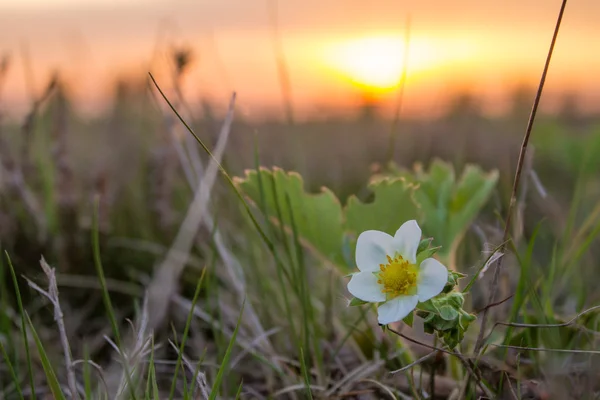 Flower in sunset — Stock Photo, Image