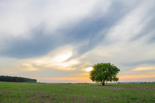 Ensamt träd landskap — Stockfoto