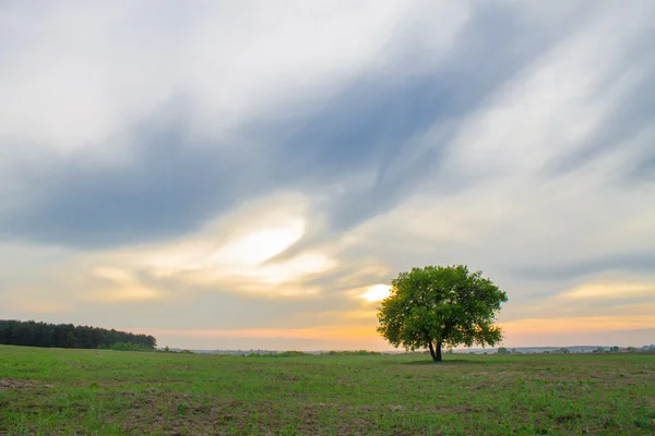 Paisagem árvore solitária — Fotografia de Stock