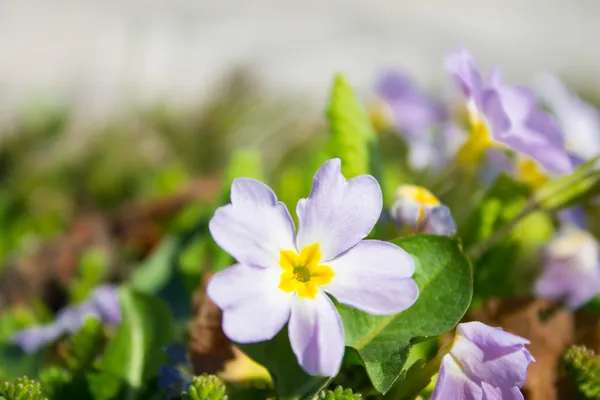 Blommor — Stockfoto