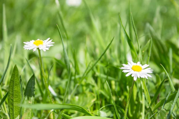 Flores — Foto de Stock