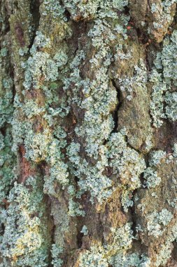 ahşap texturebackground