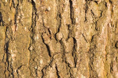 ahşap texturebackground