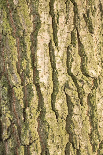 Textura de madeirafundo — Fotografia de Stock