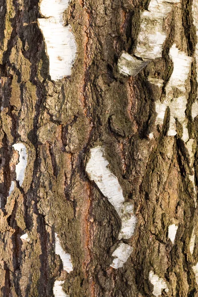 Holz Texturhintergrund — Stockfoto