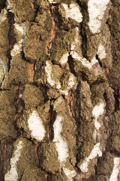 Holz Texturhintergrund — Stockfoto