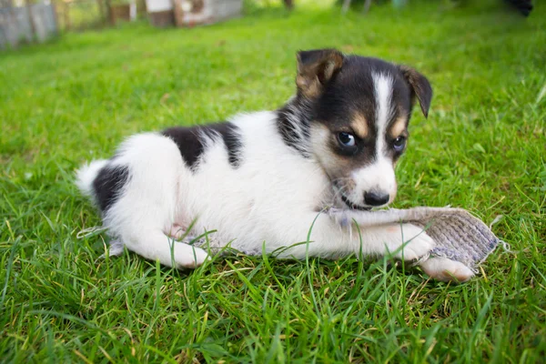 Küçük Köpek