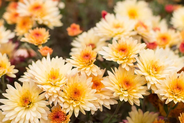 Amarelo flores de outono fundo — Fotografia de Stock