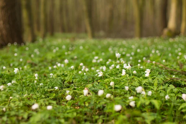 Spring forest background — Stock Photo, Image