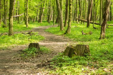 Bahar ormanı geçmişi