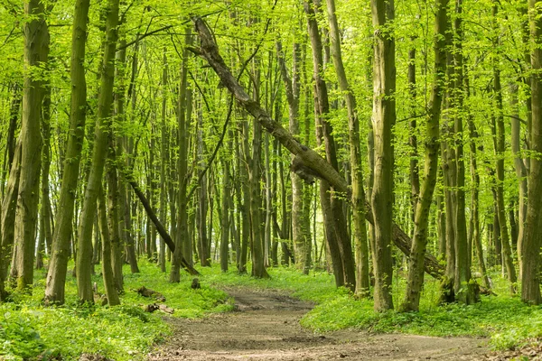 Voorjaarsbosachtergrond — Stockfoto